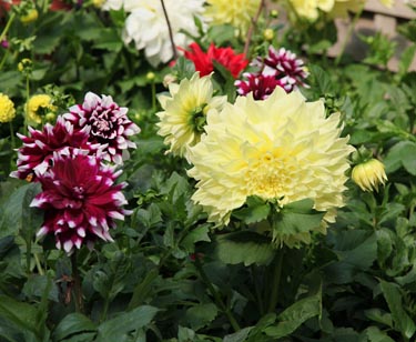 Dahlie großblütig