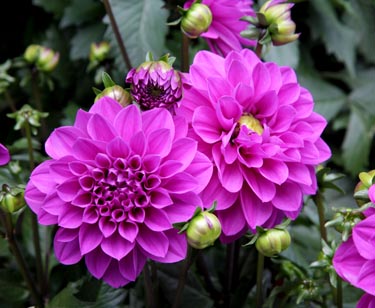 Dahlie