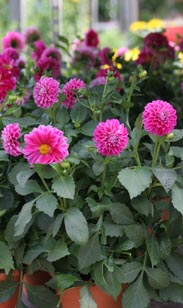 Container-Dahlien