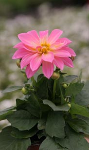 Dahlien