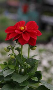 Dahlien