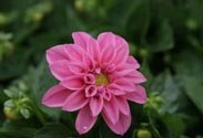 Dahlien