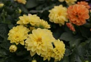 Dahlien