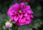 Dahlien