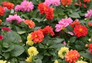 Dahlien