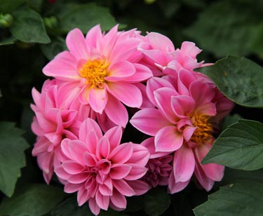 Dahlie