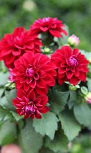 Dahlie