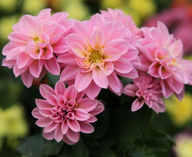 Dahlie