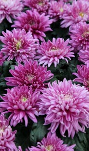 Chrysantheme