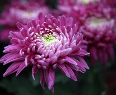 Chrysantheme