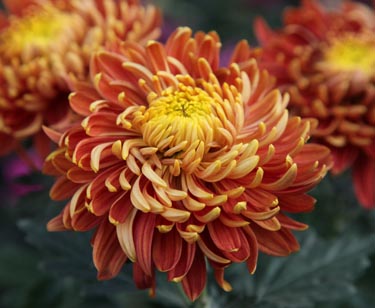Chrysantheme