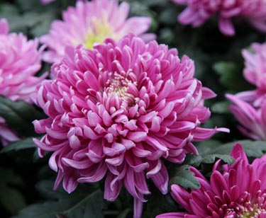 Chrysantheme