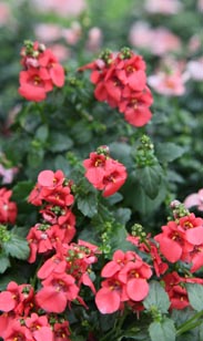 Diascia