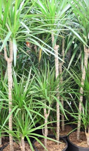 Dracenea-Palme