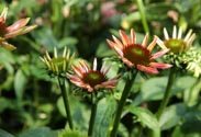 Echinacea