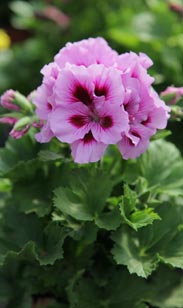 Edelgeranie