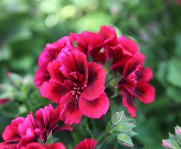 Edelgeranie