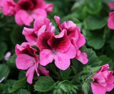 Edelgeranie