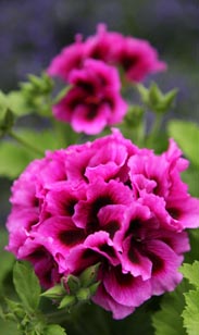 Edelgeranie