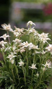 Edelweiss