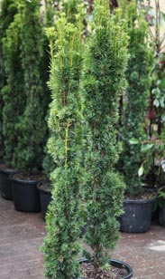 Freiland-Palme