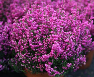 Erica gracilis