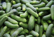 Einlege-Gurke
