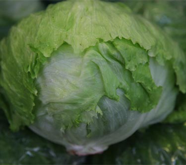 Eisbergsalat