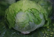 Eisbergsalat