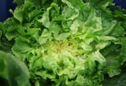 Endiviensalat