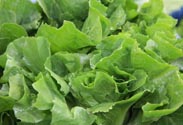 Endiviensalat