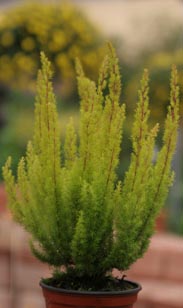 Erica arborea