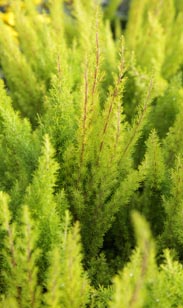 Erica arborea