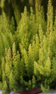 Erica arborea