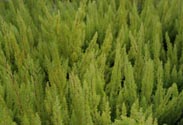 Erica arborea