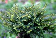Erica Darleyensis