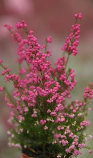 Erica gracilis