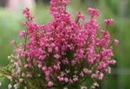 Erica gracilis