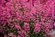 Erica gracilis