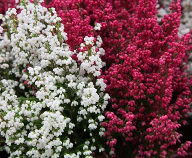 Erica gracilis