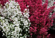 Erica gracilis