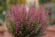 Erica gracilis