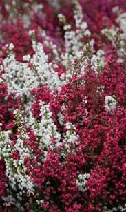Erica gracilis