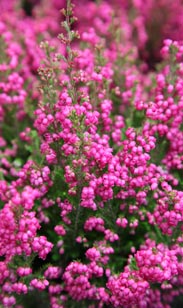 Erica gracilis