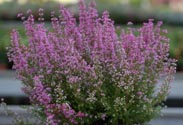 Erica gracilis