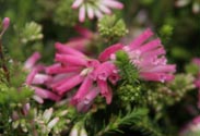 Erica verticilata