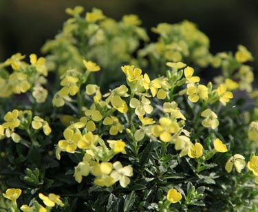 Erysimum gelb