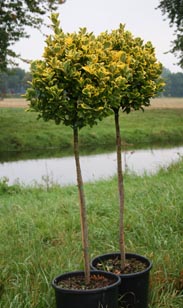 Hochstämme z.B. Euonymus