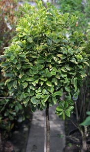 Euonymus-Stamm