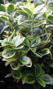 Euonymus